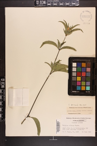 Ruellia caroliniensis image