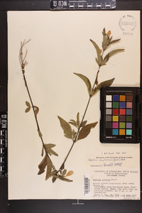 Ruellia caroliniensis image