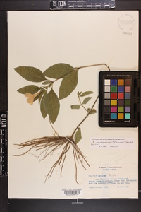 Ruellia caroliniensis image