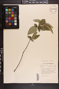 Ruellia caroliniensis image