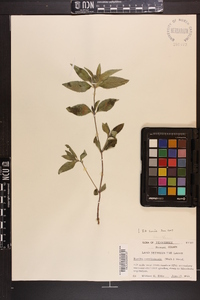 Ruellia caroliniensis image