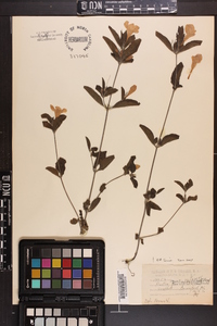 Ruellia caroliniensis image