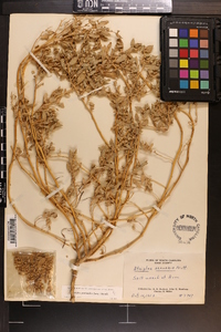 Atriplex pentandra image