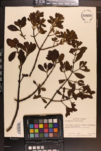 Phoradendron villosum image