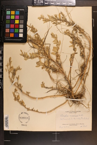 Atriplex pentandra image