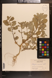 Atriplex arenaria image