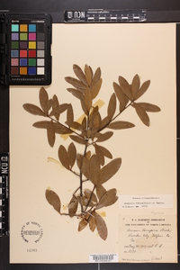 Quercus hemisphaerica image