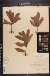 Quercus hemisphaerica image