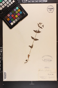 Houstonia purpurea image