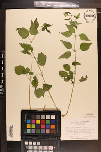 Urtica chamaedryoides image