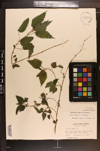 Urtica dioica image