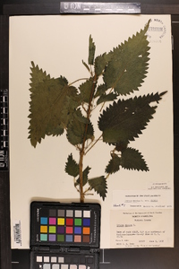 Urtica dioica image