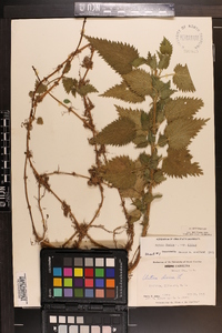 Urtica dioica image