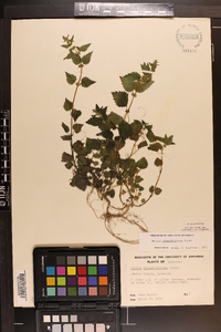 Urtica chamaedryoides image