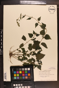 Urtica chamaedryoides image