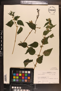 Urtica chamaedryoides image