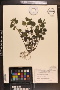 Urtica chamaedryoides image