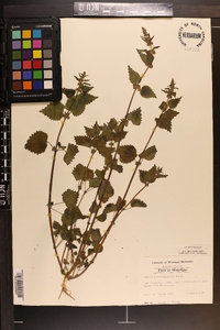 Urtica chamaedryoides image