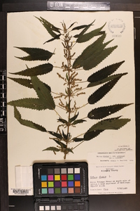 Urtica gracilis image