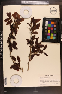 Ximenia americana image