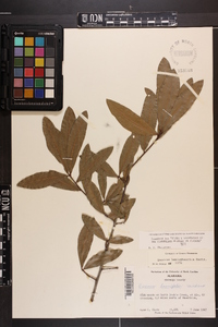 Quercus hemisphaerica image