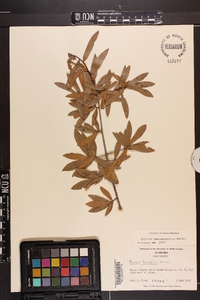 Quercus hemisphaerica image