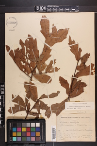 Quercus hemisphaerica image