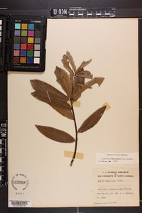 Quercus hemisphaerica image