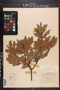 Quercus hemisphaerica image