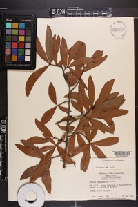 Quercus hemisphaerica image