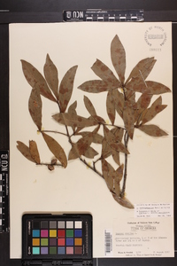 Quercus hemisphaerica image