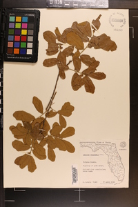 Quercus chapmanii image