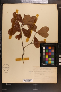 Quercus chapmanii image