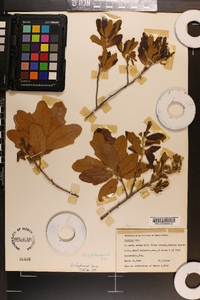 Quercus chapmanii image