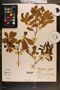 Quercus chapmanii image