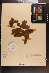 Quercus chapmanii image