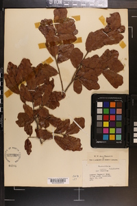 Quercus chapmanii image