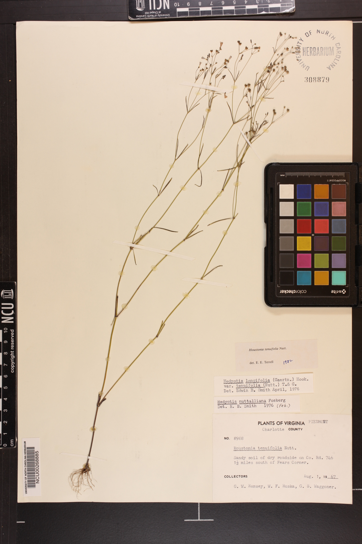 Houstonia tenuifolia image