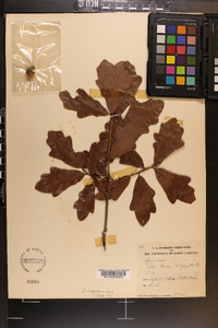 Quercus chapmanii image