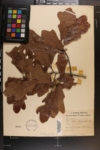 Quercus chapmanii image