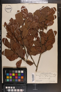 Quercus chapmanii image