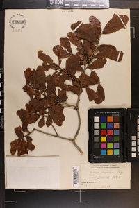 Quercus chapmanii image