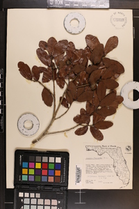 Quercus chapmanii image