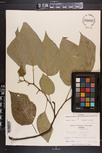 Broussonetia papyrifera image