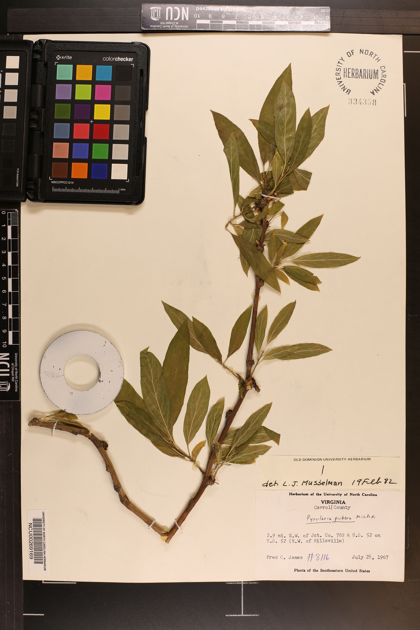 Pyrularia pubera image