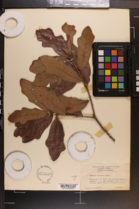 Quercus chapmanii image