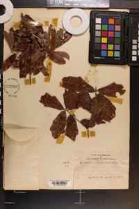 Quercus chapmanii image