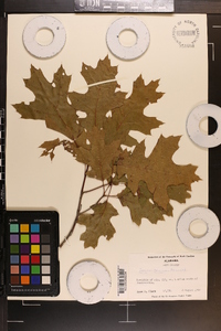 Quercus coccinea image