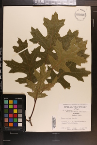 Quercus coccinea image