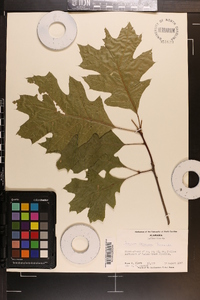 Quercus coccinea image